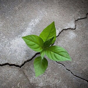 Логотип компании «Poker Training»